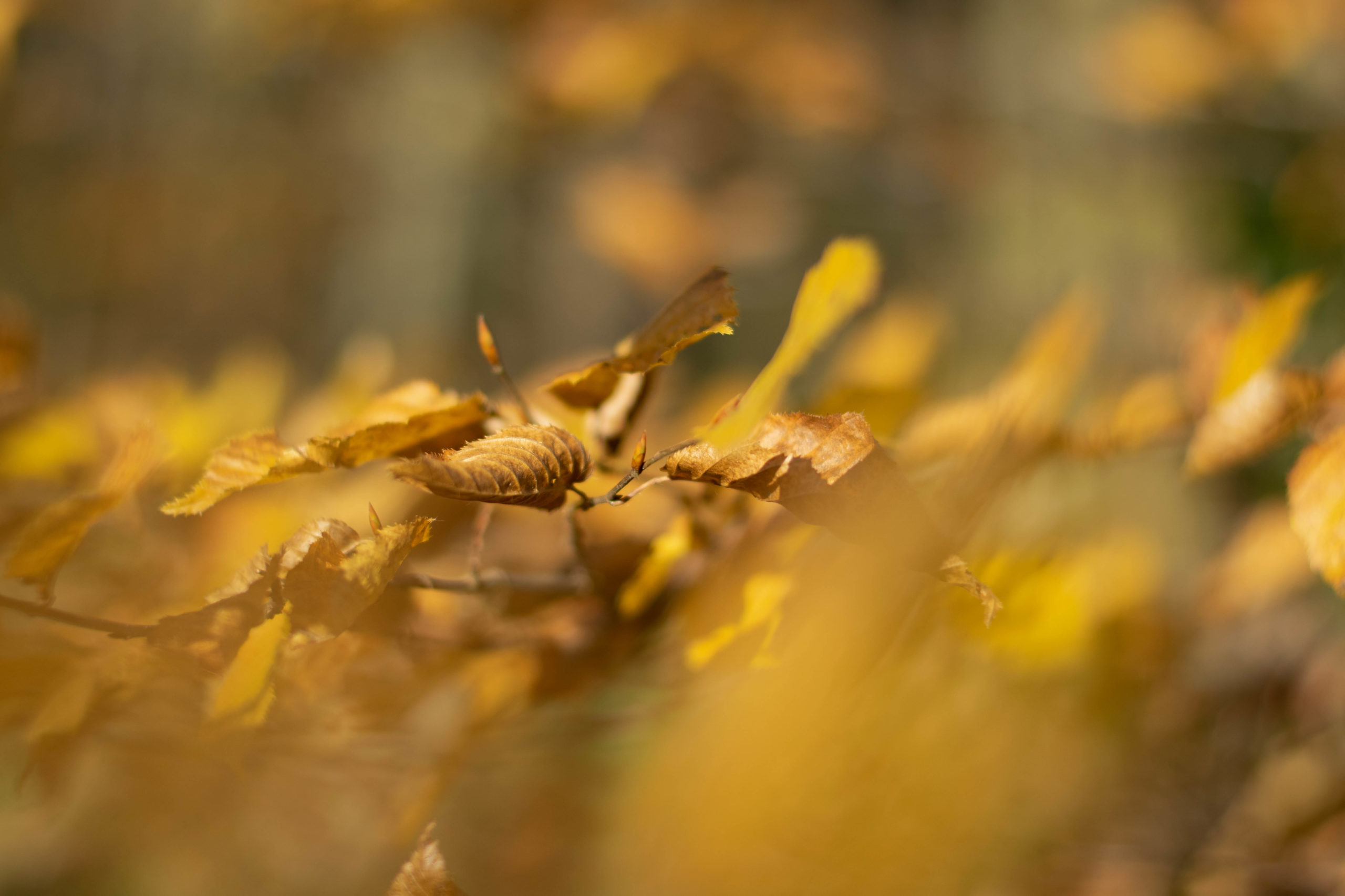 20191123 – By the river