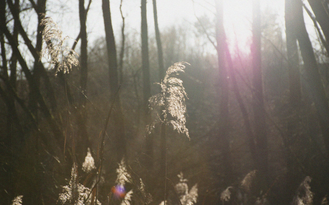 20191224 – Retro-Reed